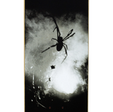 Spider Photo Deck 8.0