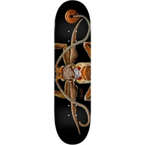 LB Marion Flightless Moth 243 Deck